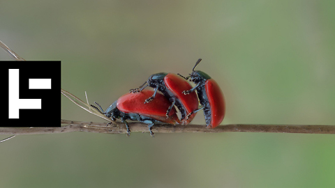 Insect Numbers Are Decreasing By The Second And We Should All Be Very Worried