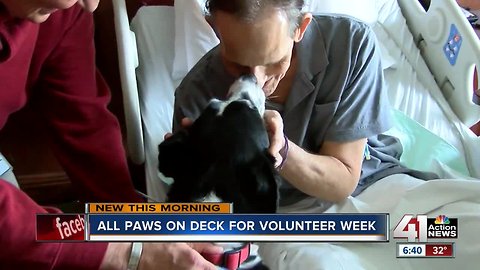 'Dogs on Call' volunteer time to comfort hospice patients