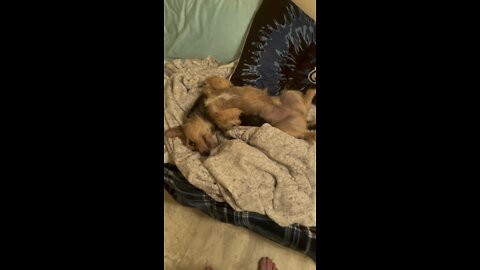 Dog lounging in his bedroom