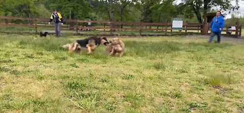 German Shepherd Attacks Pitbull OFF LEASH DOG PARK