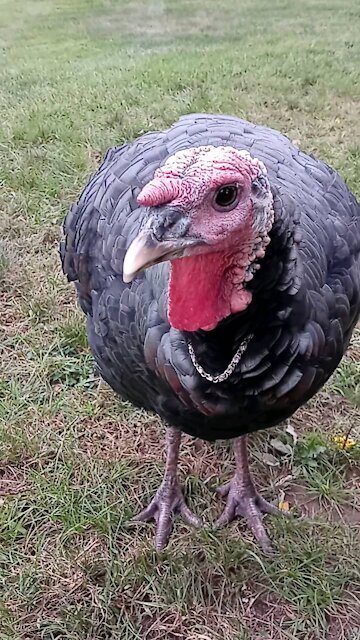 Turkey neck and chains