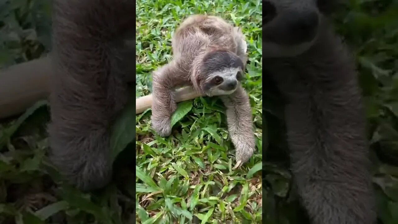 GOOD MORNING #animalshorts