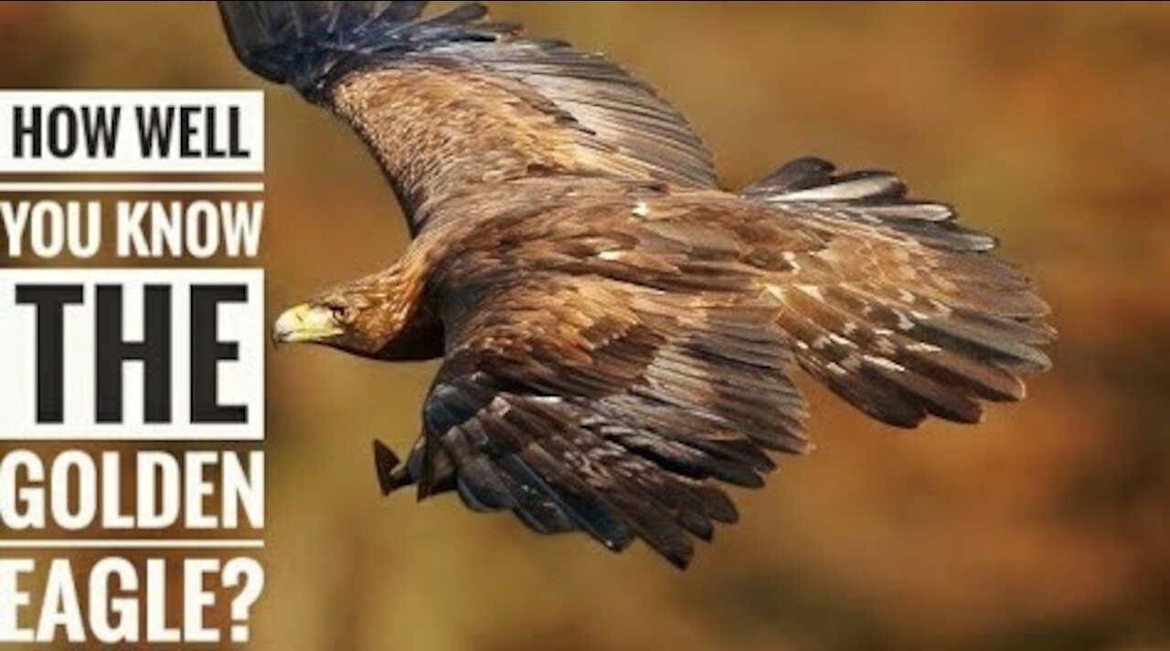 Explore the Description Characteristics and Facts Golden Eagle