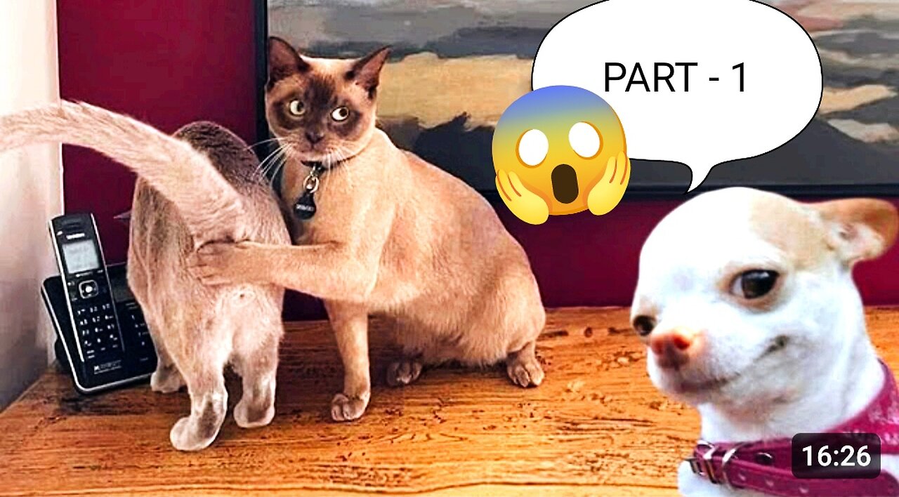 most shocked cats 😱🤯🤯 #subscibe