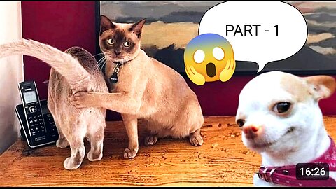 most shocked cats 😱🤯🤯 #subscibe