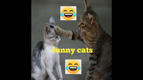 funny baby cats 2021