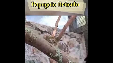 Papagaio que assusta as pessoas (Papagaio Drácula)