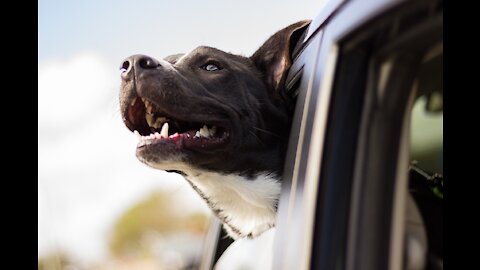 How To Make Dog Become Aggressive Instantly With a Few Simple Tricks