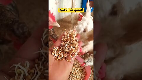 #تربية_الدجاج_البلدي. #chicken #تربية_الدجاج #chicken_song #chickenfry #reelz#دجاج