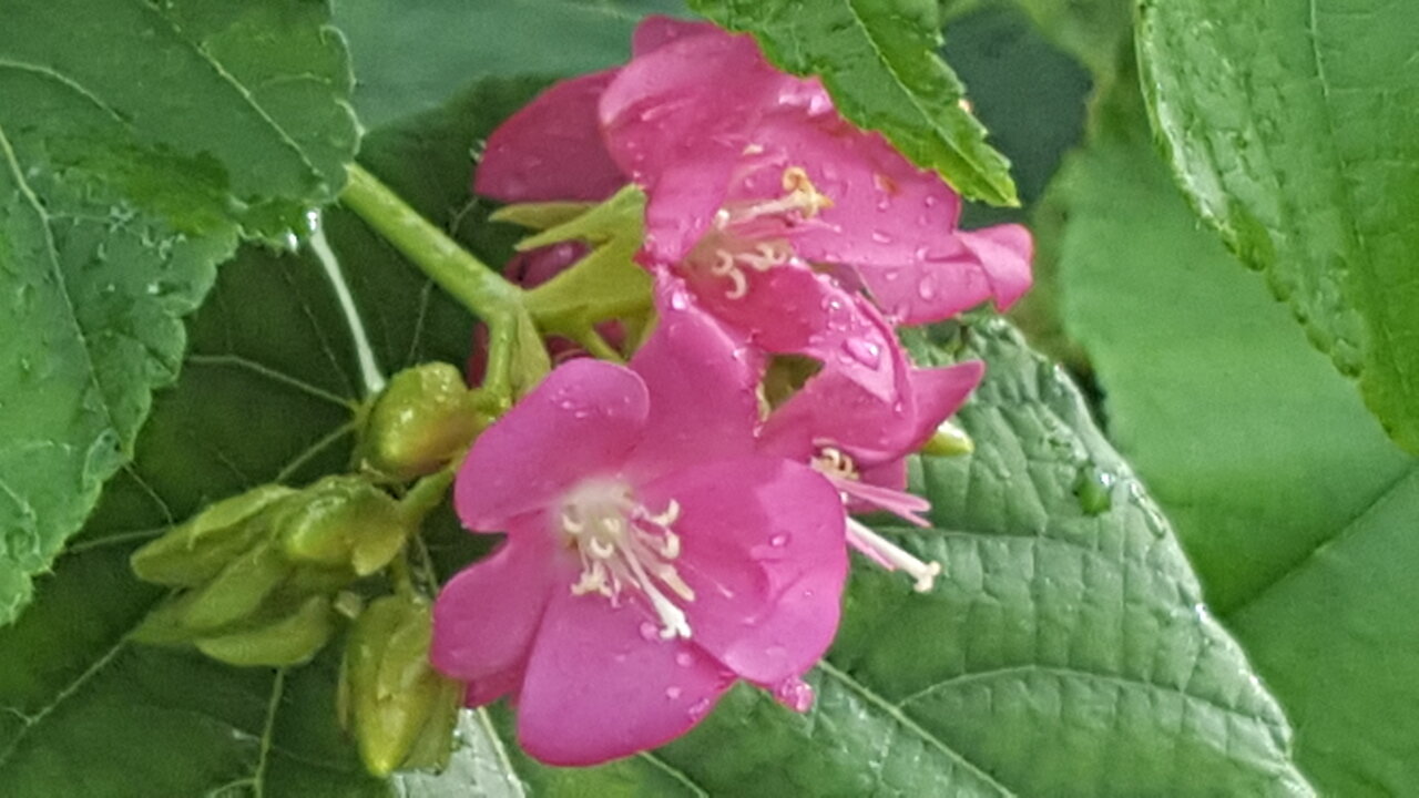 Florida Hydrangea