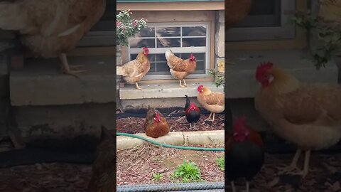 Lazy Kind of Day | Chilling Chickens | #Shorts | #FreeRangeChickens | #CutePets