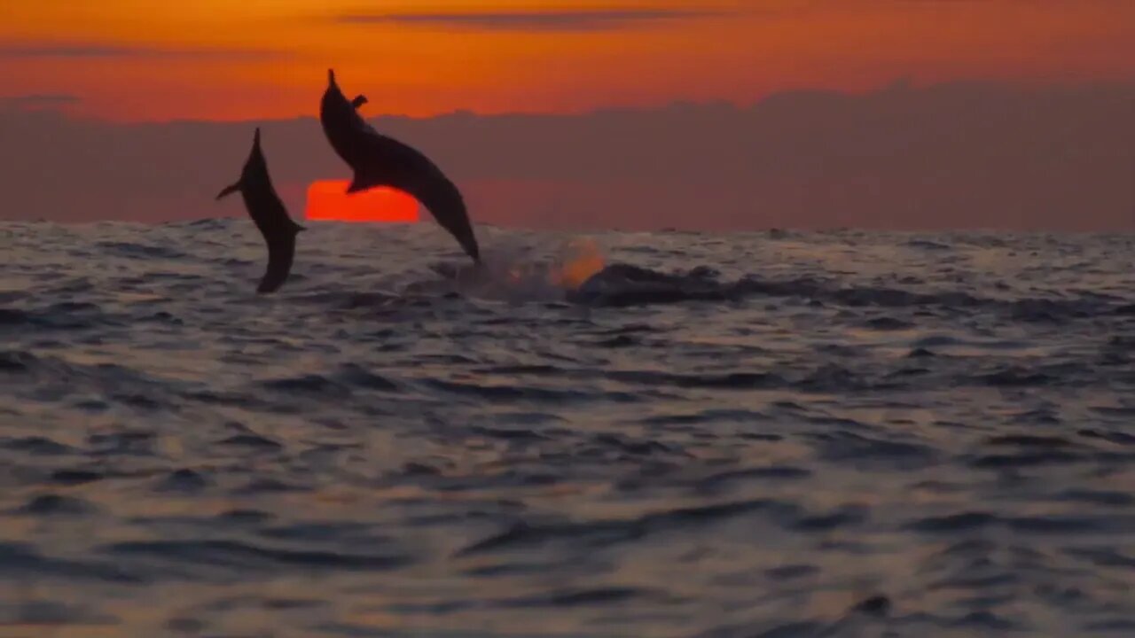 Amazing Wild Dolphins doing Spinner Jumpings - Funny Videos