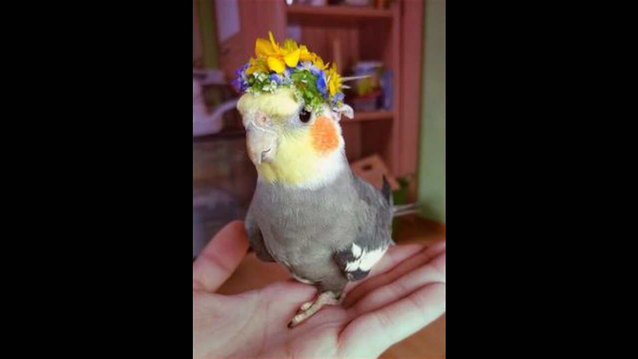 My cute cockatiel at home l animals