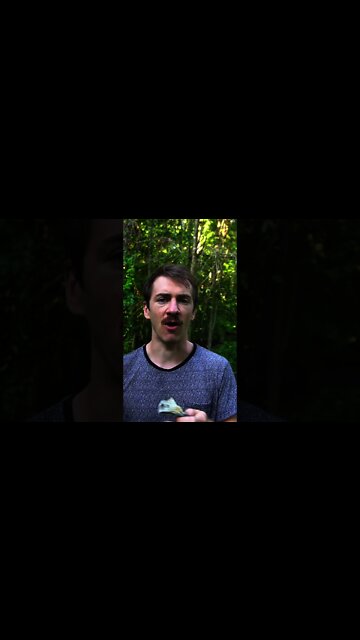 Indigo Milk Cap Mushroom. Foraging this Vibrant Blue Mushroom