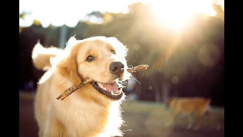 Dog playing happily