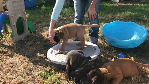 balancing Act !! puppies learning to walk on unstable things LonelyCreek #bullmastiffpuppy