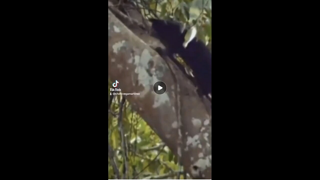 El manturón (Arctictis binturong), también conocido como binturong o gato osuno negro.