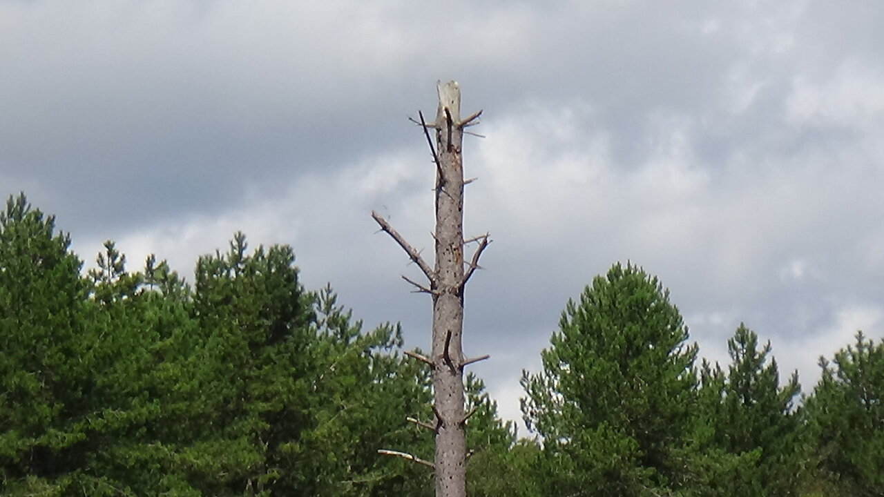 Rendlesham Forest Non-Human Tour