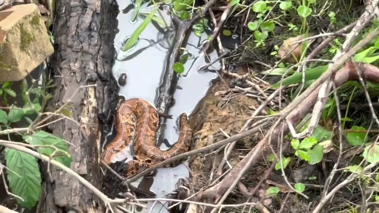 Snakes…
