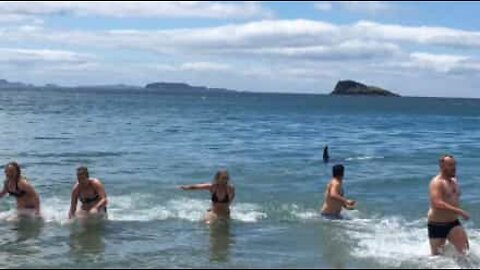 ビーチで遊ぶ人たちは、４匹のシャチから逃げた