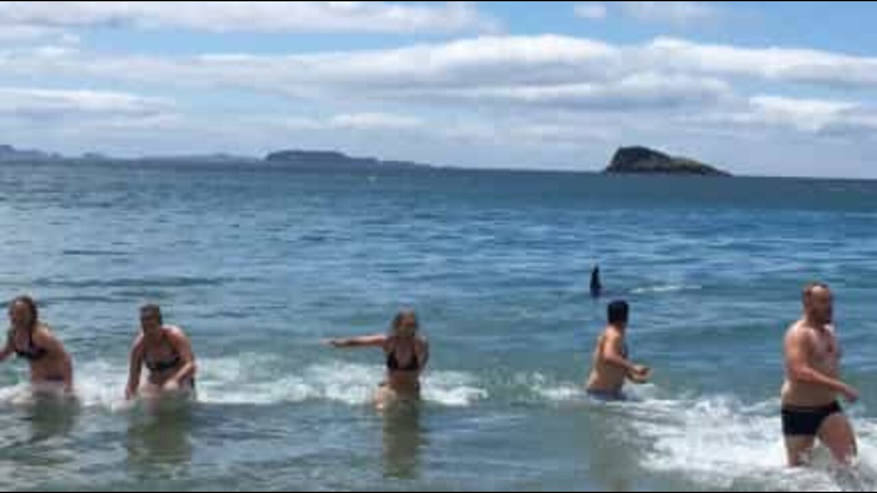 ビーチで遊ぶ人たちは、４匹のシャチから逃げた