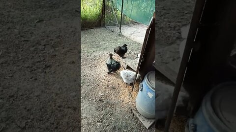 Good morning Silkies