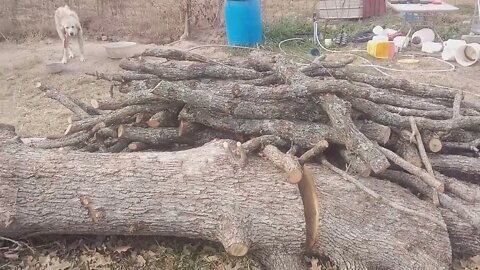 I may have Harvested a Gate Post