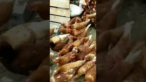 #mondayvibes #chickens #freerange #layers #homesteading #homesteadlife #farm #farmlife #farmanimals