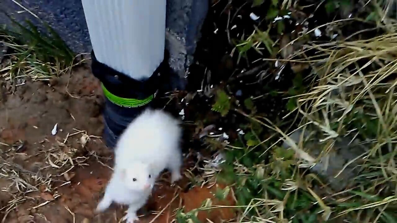 Cute ferret, Twiggy's weasel war dance.