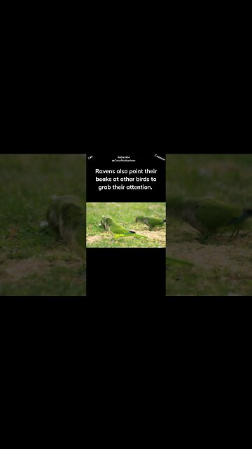 Birds play with one another #birds #shorts