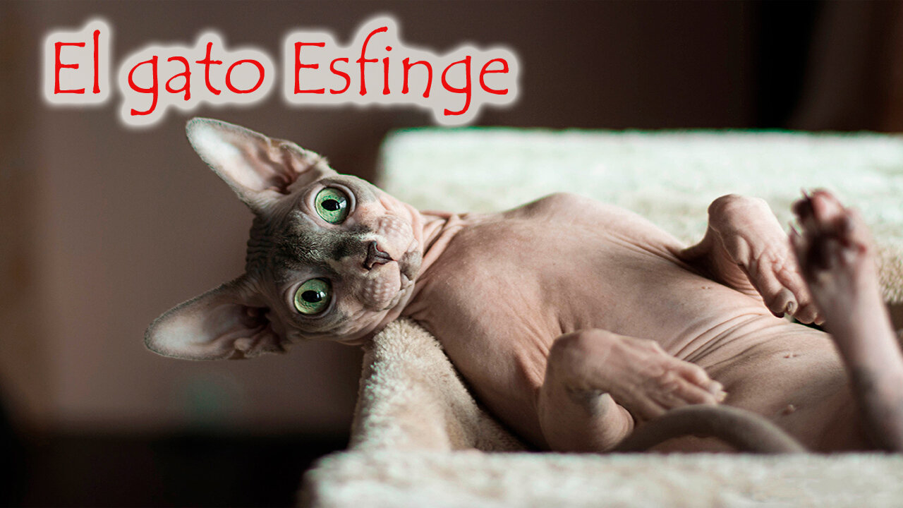 El GATO ESFINGE o Sphynx (GATO SIN PELO)🐱🦇 Características de la RAZA🐱🦇 HERMOSAS FOTOS📸 WALLPAPER 😻