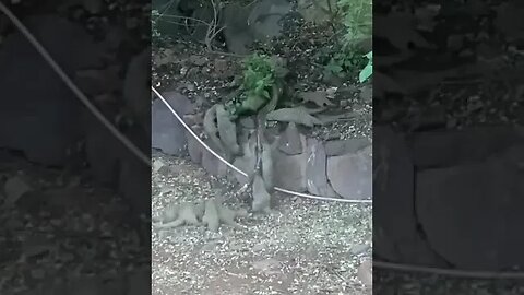 Small animals attack Large Snake