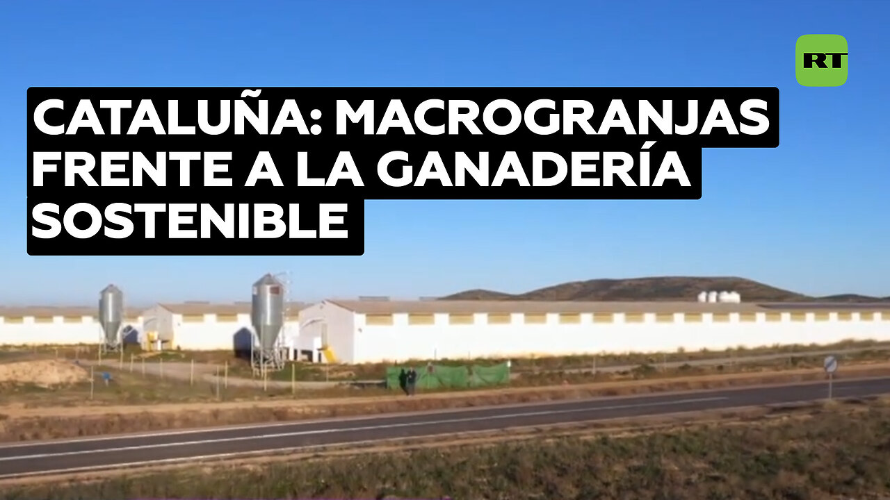 Macrogranjas frente a la ganadería sostenible: activistas luchan contra tendencias dañinas