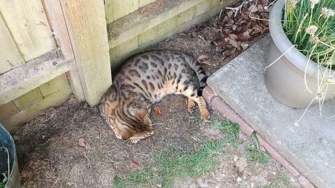 Sleepy summer Bengal 🌞🐆