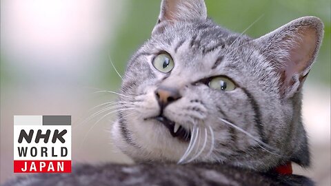 Miyazaki: Flowers, Archery, and a Festival - A Cat's-Eye View of Japan