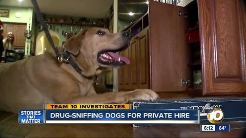As opioid addiction grows, San Diego parents can turn to drug dogs for help