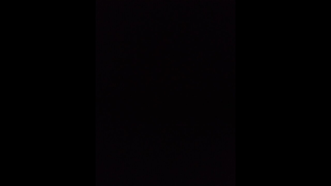 Pets play time