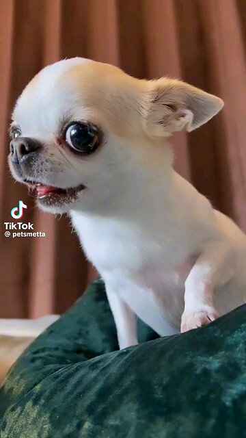 Adorable Pup: A Bundle of Cuteness"