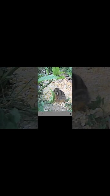 My First 🐿️Chipmunk🐿️So Exciting #excited #exciting #cute #funny #animal #nature #wildlife #trailcam