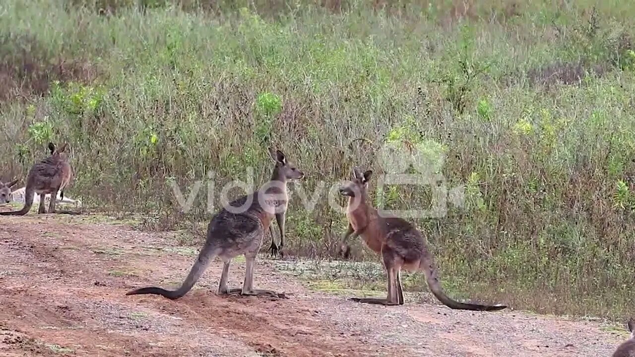 Kangaroos engage in a boxing match fighting along a dirt road in