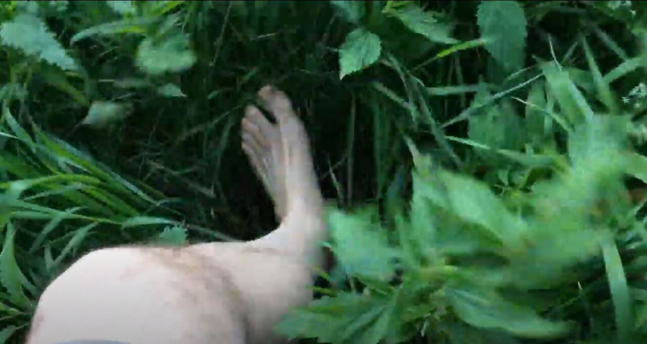 Tiptoe Through the Nettles