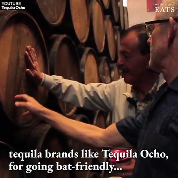 What Do Bats Have to Do with Tequila?