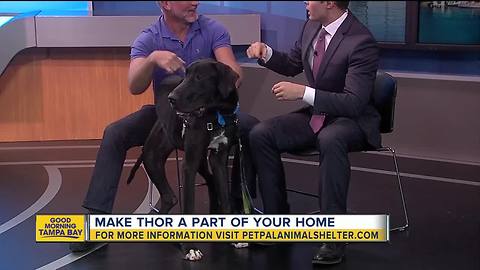 Pet of the week: Thor is a goofy 'God of dogs' who needs a family to call his own