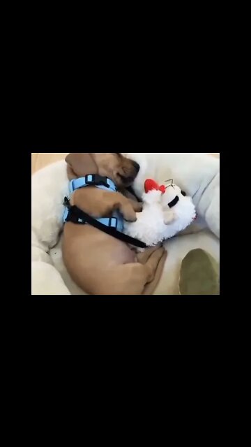 Looks like somone is having action packed dreams! 😂😂 🔊SOUND ON🔊 #shorts #dachshund #dog