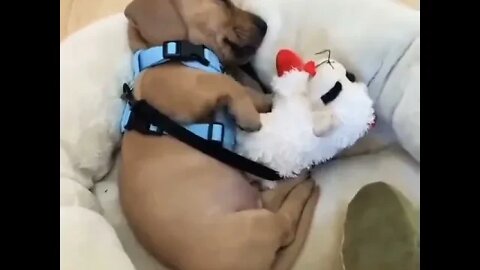 Looks like somone is having action packed dreams! 😂😂 🔊SOUND ON🔊 #shorts #dachshund #dog