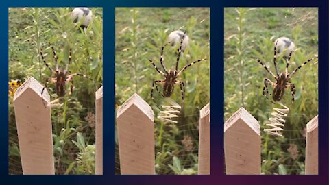 Yellow garden spider decorating its nest with thick threads.