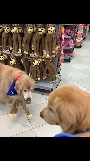 Golden Retriever Picks Out New Toy At Pet Store