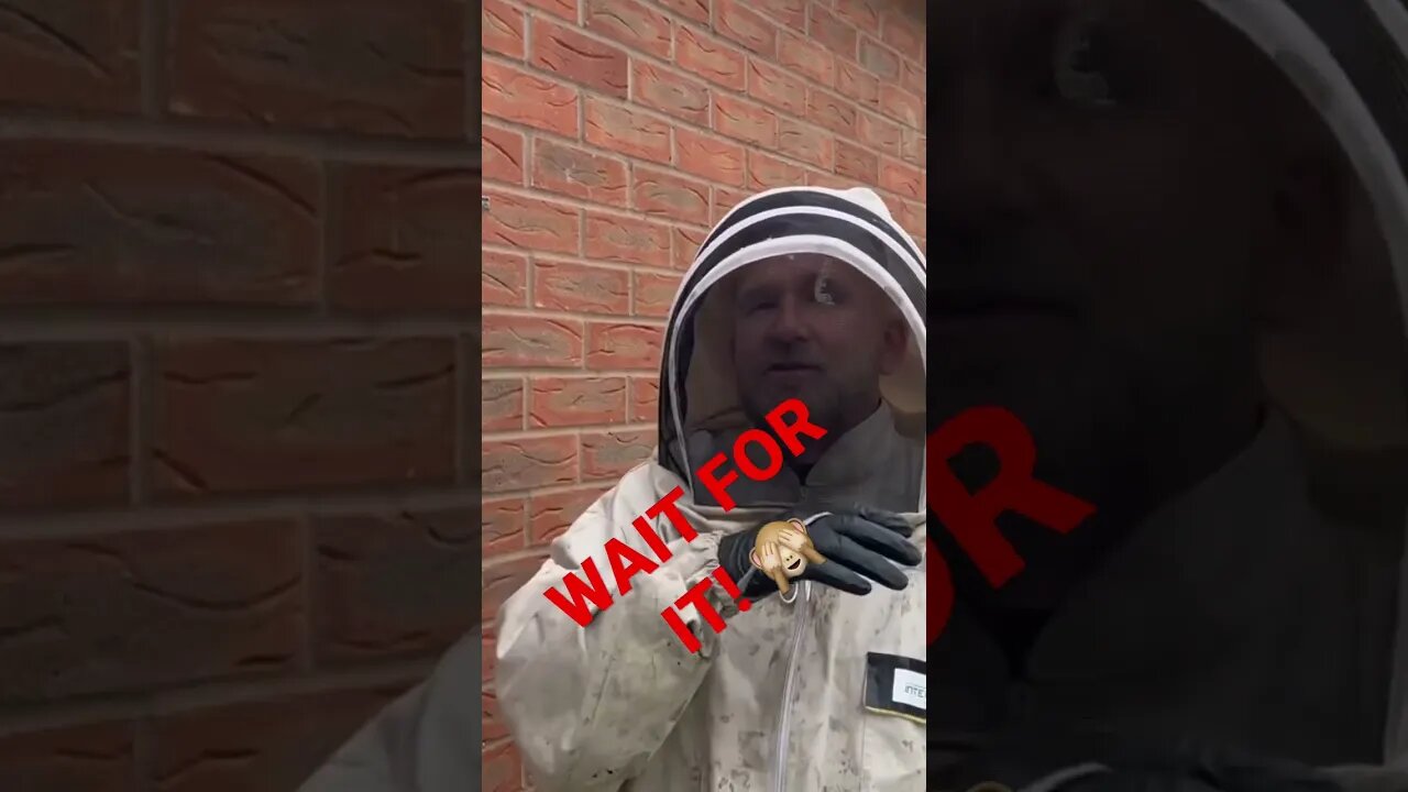 BUMBLEBEES ATTACK!!! 😳🐝🐝🐝🐝🐝🐝🐝🐝🐝🐝 #pestcontrol #insects #beerescue #bumbleebee