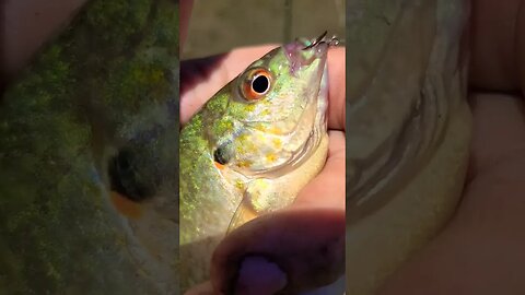 Firework Eye! 4th of July Bluegill catch. #creekfishing