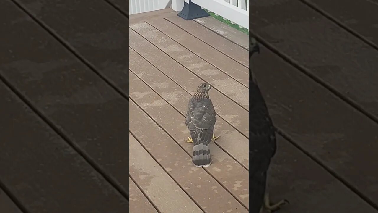 hawks and bunnies
